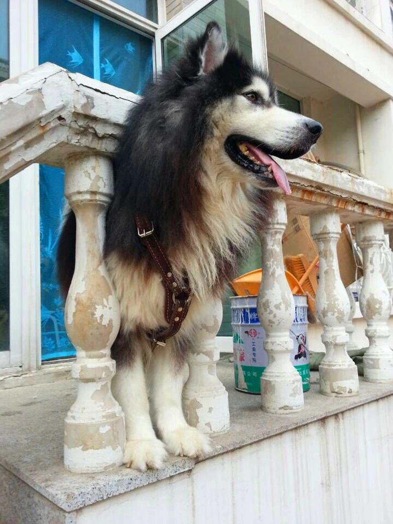 Alimentação para animais de duas camadas de valentão Extra resistente Pet de couro Golden Retriever Colar do Chicote para grandes cães