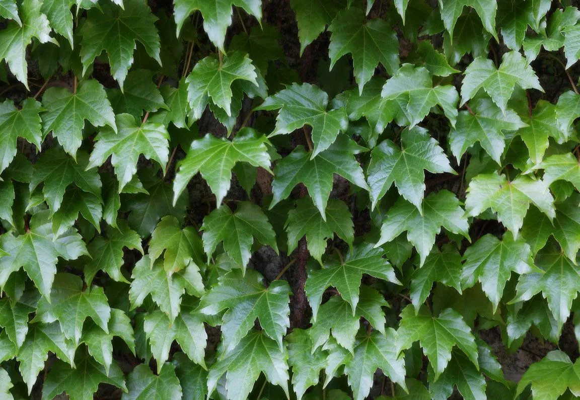 Hedera helix el polvo de tallo de un 10% Hederacoside C, extracto de la hoja de hiedra