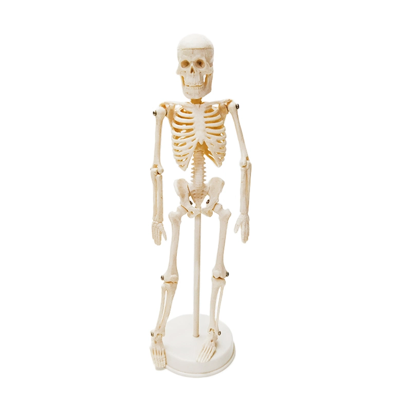Modèle anatomique de squelette osseux humain de 20 cm