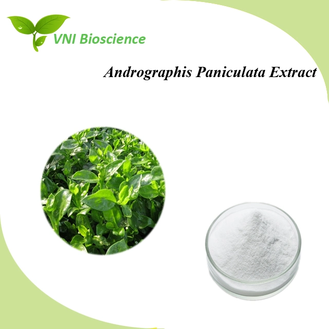 Extracto de paniculata de Androphis natural 100% certificado Halal