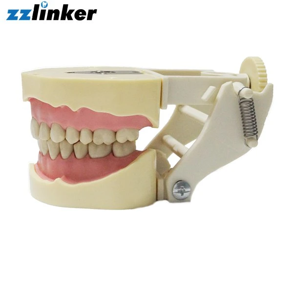 LK-OS24 mannequin tête fantôme moule Dental simple Head Simulator avec Ceinture pour l'entraînement