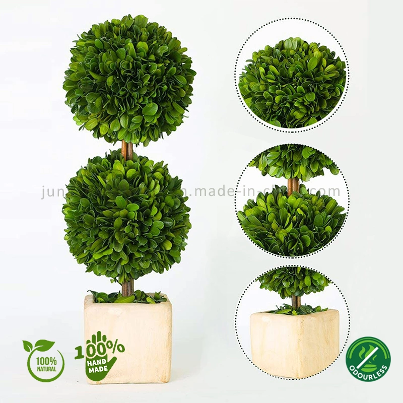 100% Natural Preserved Boxwood Topiary Bonsai Modern Greenery Plant Double Balls Tree Ornaments