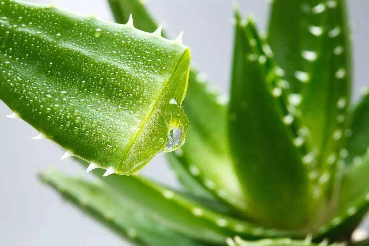 Aloe Vera Extracto soluble en agua Aloe Vera Gel Freeze Polvo seco