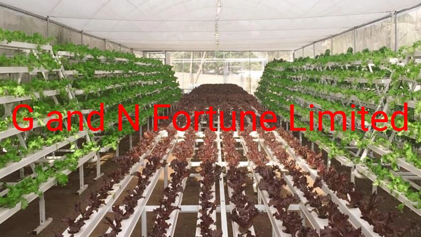 Ahorro de agua y fertilizante ecológico Hidroponía Aquaponics Aeroponics y para la producción de hortalizas de alta calidad