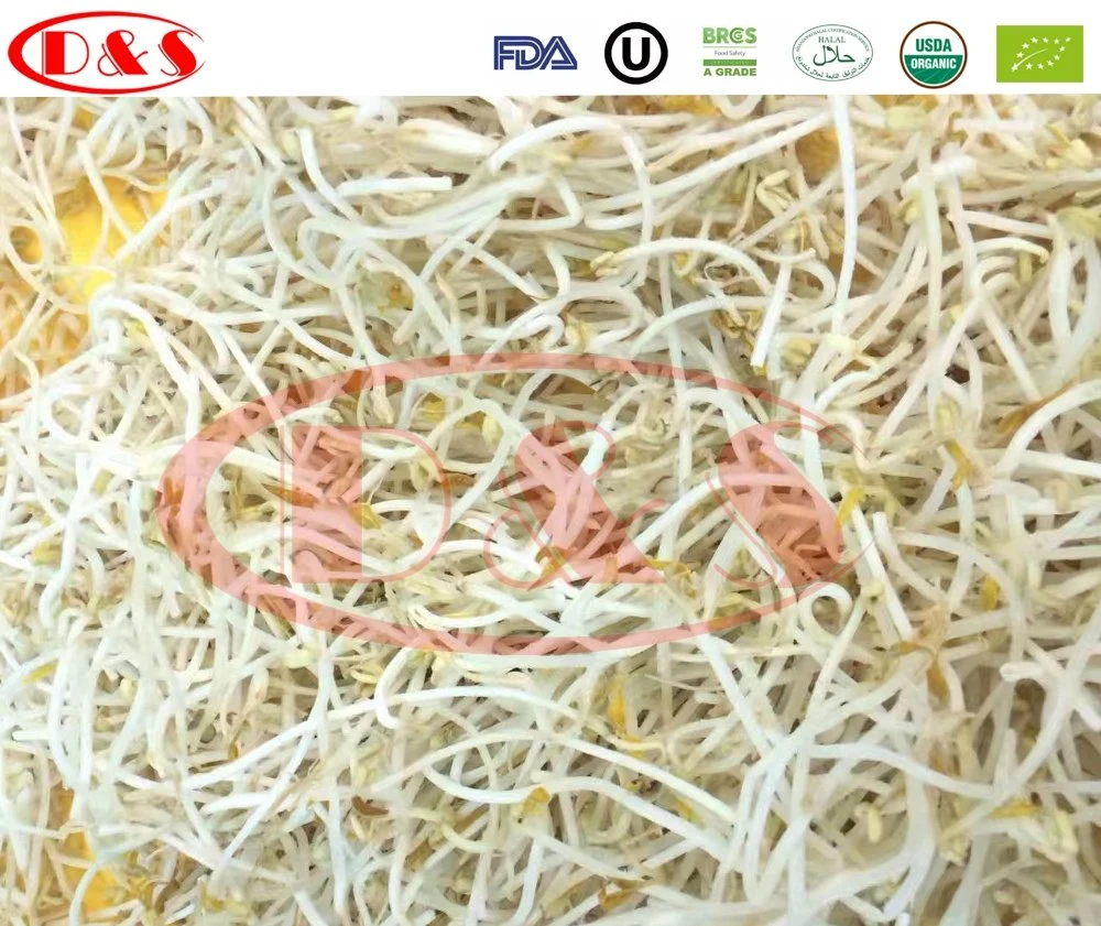 Fresh Vegetable Bean Sprout IQF Frozen Green Bean Sprout with Private Label