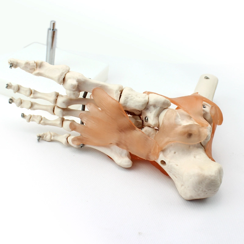 High Reproduction and Accuracy Medical Teaching Models Human Teaching Skeleton Foot Joint with Natural Size of PVC