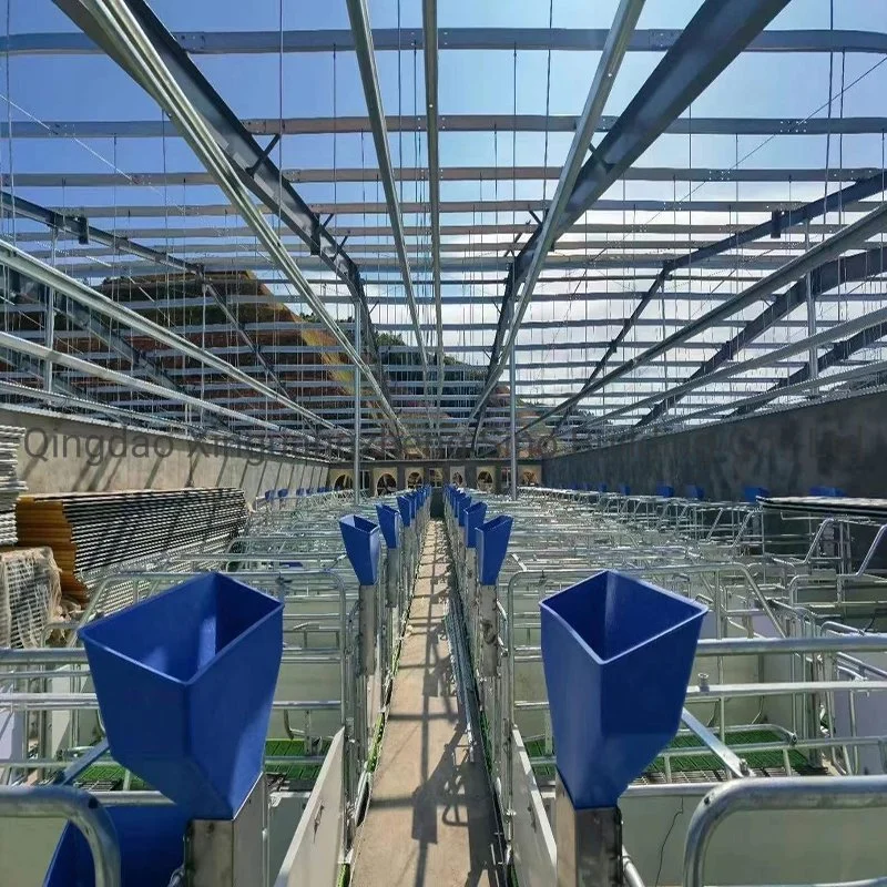 China Construction Fast Installed Light Steel Structure for Poultry Pig Cow Shed