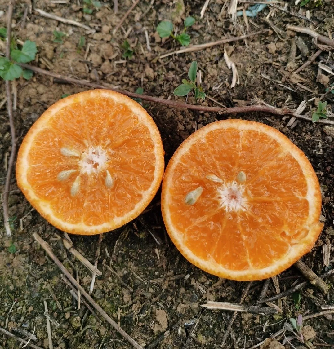 Mandarin الجديد والماندرين هوجان ماندارين من نوعية عالية وحلوة