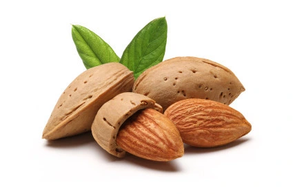 Bulk Almonds Bulk Price Delicious Snack Badam Nut Food Almond Apricot Seed/Kernel/Almond