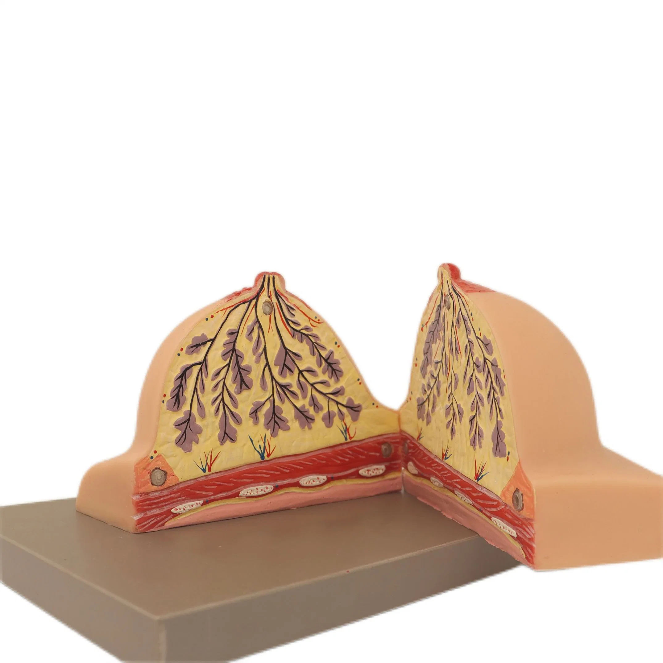 Medizinische Lehrmodelle Knochenfarbe menschliche Lehrskelett Modell von Brustdrüse in Ruhezeit