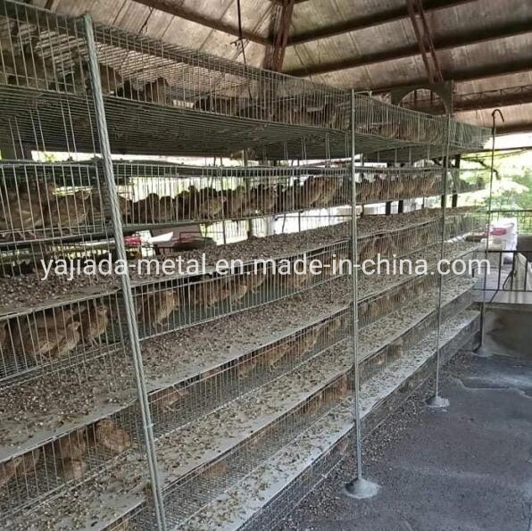 Poultry Famer Equipment Bird Cage for Quail