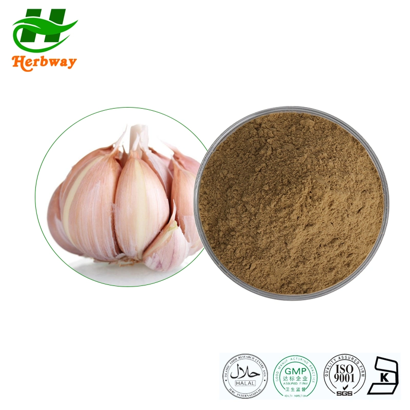 Herbway Kosher Halal Fssc HACCP Certified Garlic Extract Powder Garlic Extract Allicin Powder