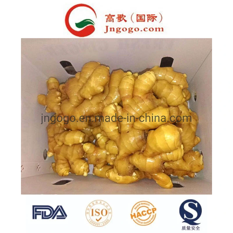 First Quality Air Dry Ginger (250g and up)