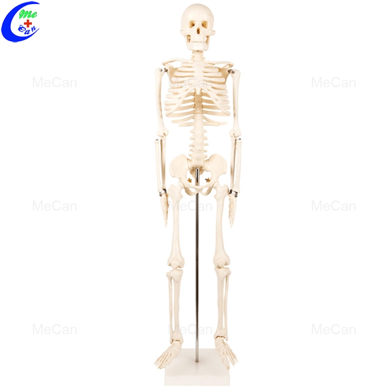 180cm de la anatomía del cuerpo humano artificial modelo esqueleto