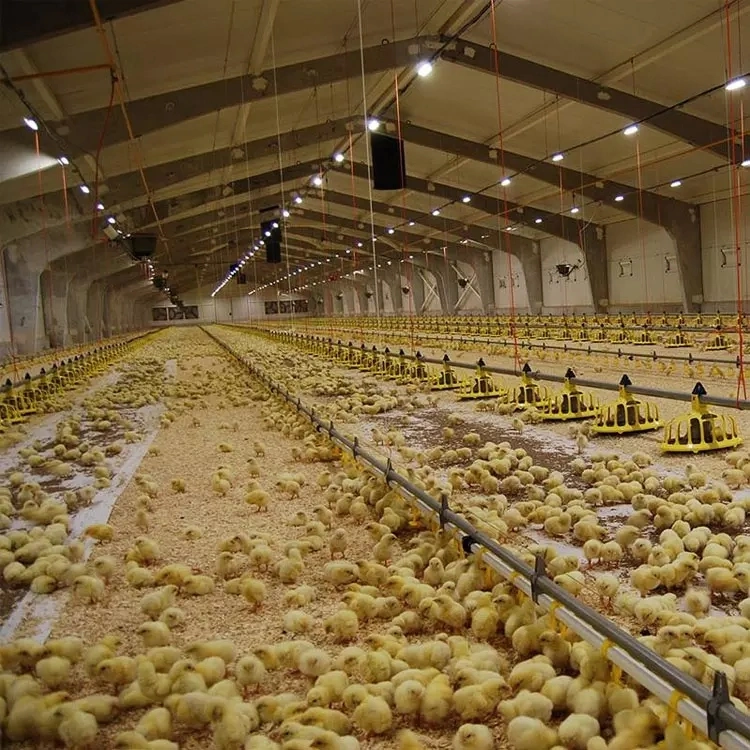Automatisierung komplettes Futtersystem für Geflügelfarm-Geräte für Hühnerkalter