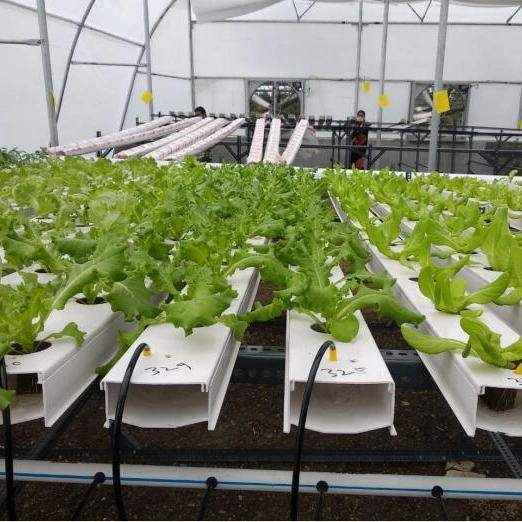 Greenhouse Agricultural Hydroponics System Hydroponics Grow Nft Channel System Manufacturer