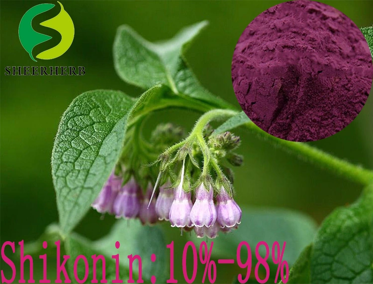 Sheerherb Supply Chinese Comfrey Extract Shikonin/ Alkanet Root Powder/ Lithospermum Gromwell Extract Alkannin