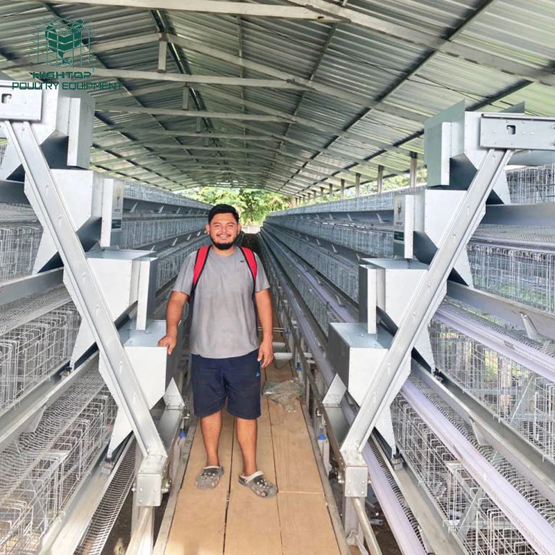 Tanzania Poultry Farm Equipment Automatic 4 Tier A Type Battery Layer Chicken Cage for Sale