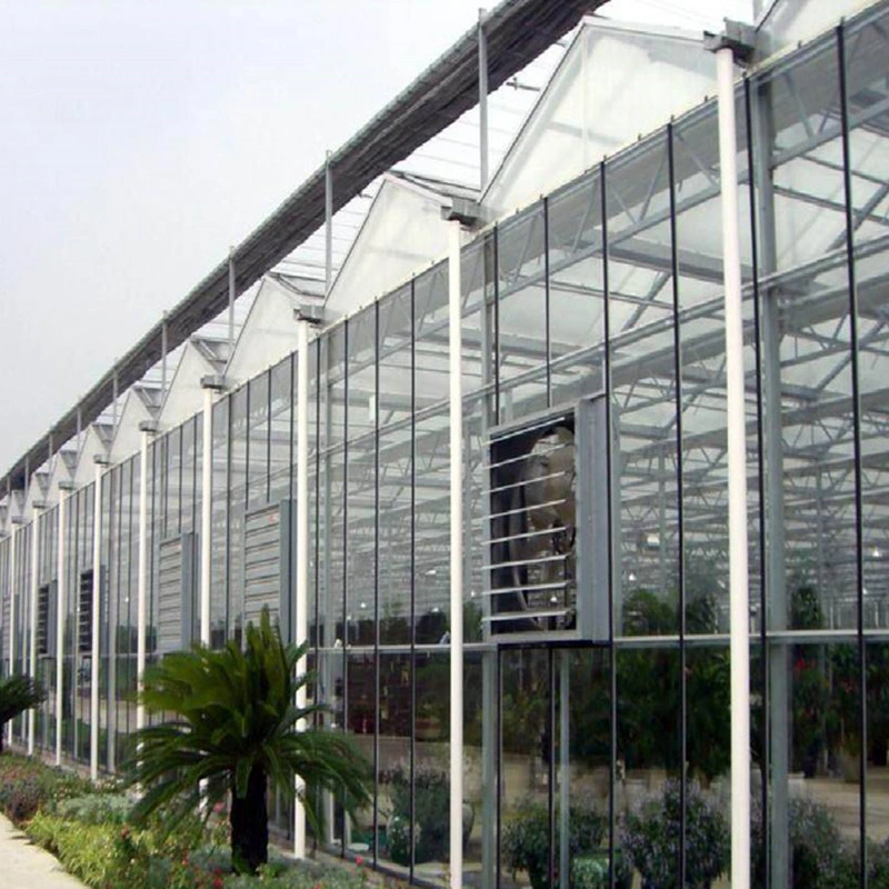 Customized Glass Greenhouse Design with H Section Steel Structure