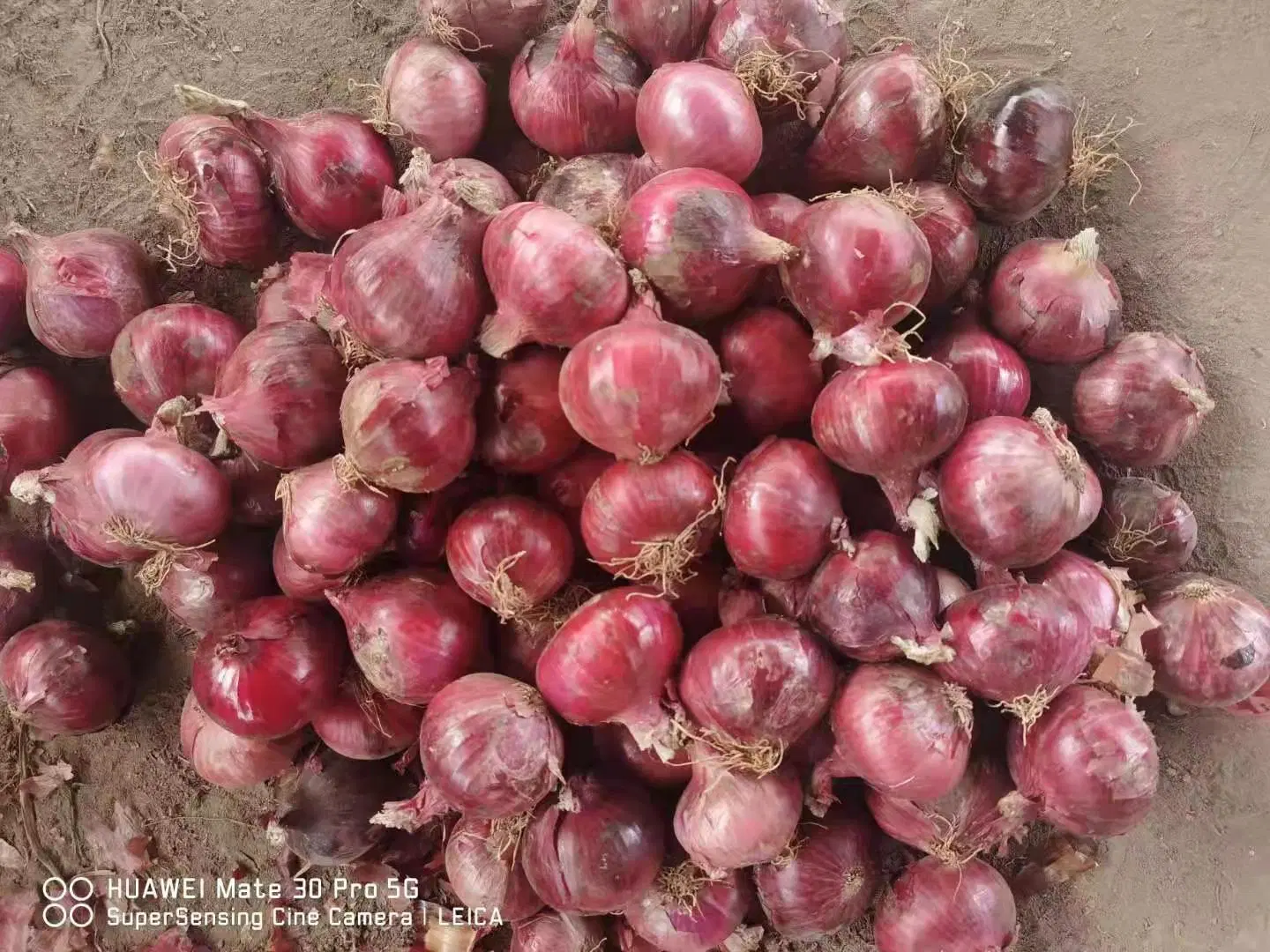 Frais d'Oignon Oignon rouge / Gold de l'oignon, de haute qualité au meilleur prix en provenance de Chine fournisseur