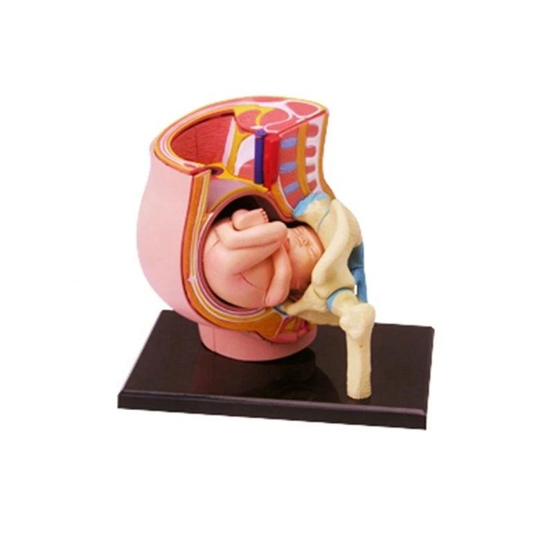 4D Human Anatomy Pélvis Model (modelo de gravidez de anatomia humana 4D