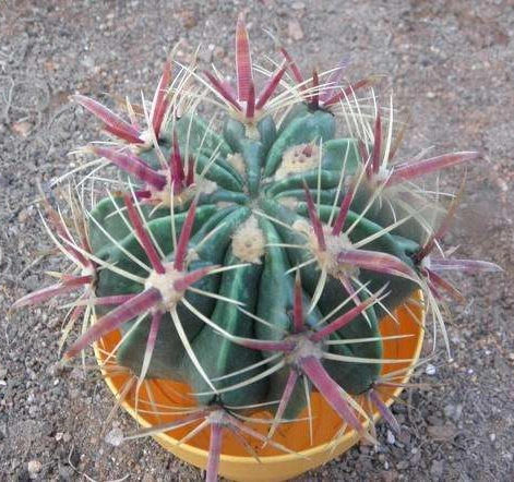 Vivero mayorista Ferocactus Latispinus para interiores y exteriores macetas con plantas bonsái Hotsale