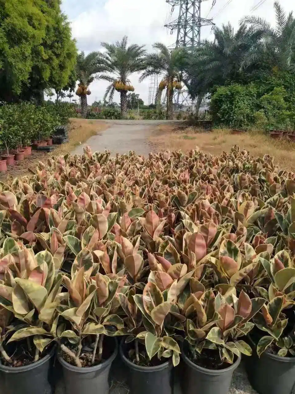 Venta en caliente Ficus Tineke plantas de caucho