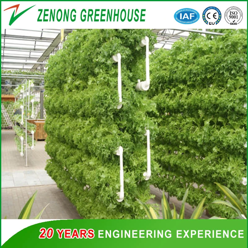 PVC Pipe Model Vertical Hydroponics System for Leaf Vegetables