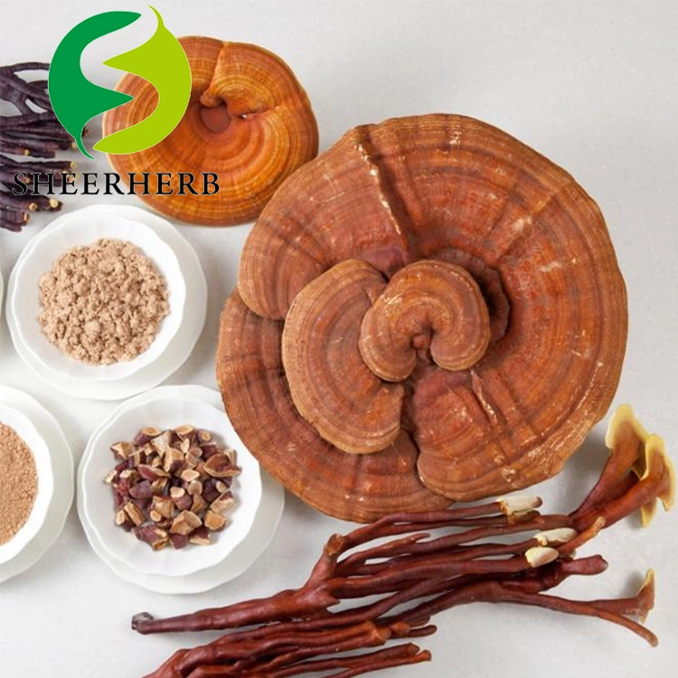 Sheerherb Natural Plant Extract Organic Reishi Mushroom / Ganderma Extract with Ganoderma Triterpene 10%-50% Herb Herbal