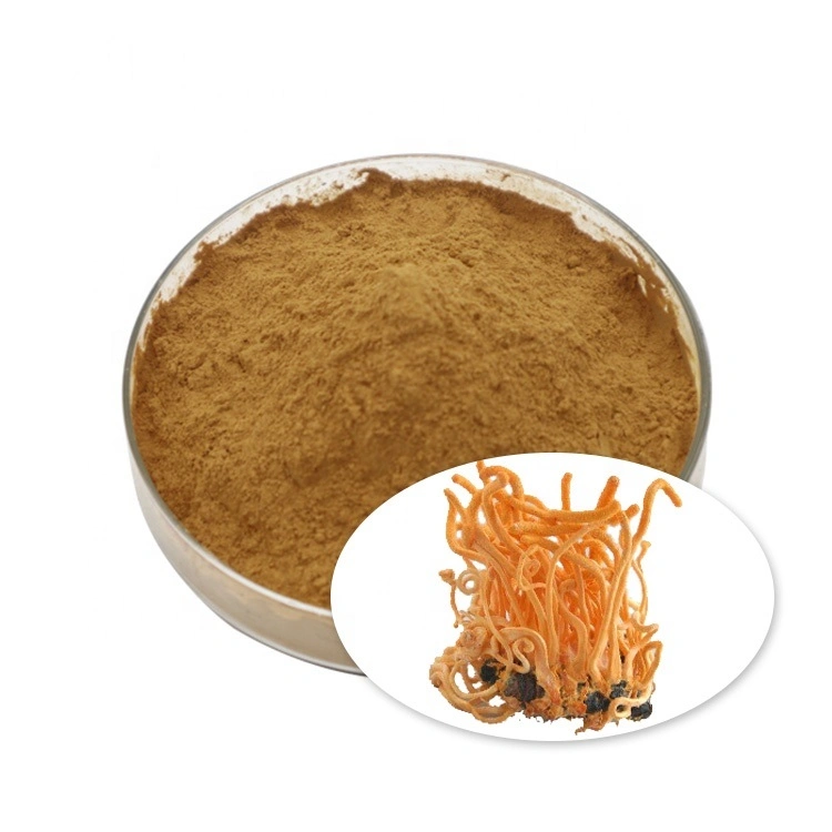 100% Pure Organic Polysaccharides Cordyceps Extract Cordyceps Sinensis Extract Powder