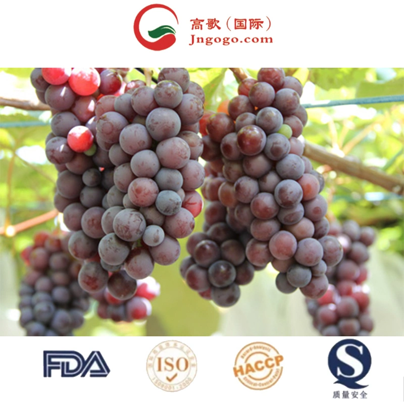 Export Superior Seedless Fruits Grapes Fresh Red Globe Seedless Grapes 2022