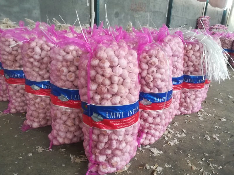 2019 New Season Top Quality Purple/White/Red Garlic