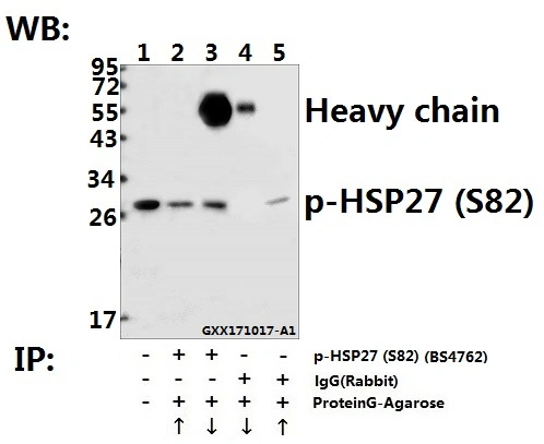 CE, ISO9001 Zugelassen Hsp27 (Phospho-S82) Polyklonaler Antikörper