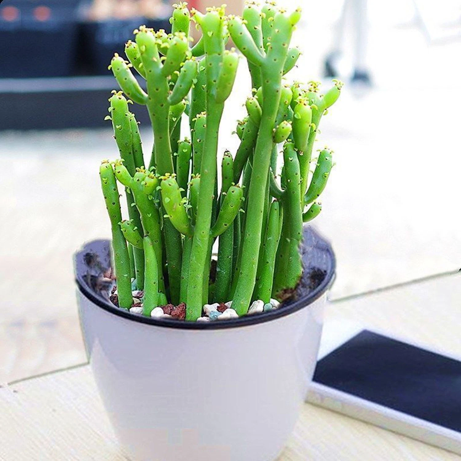 Euphorbia Tirucalli Cactus Live Plants Indoor Nursery Decoration Wholesale