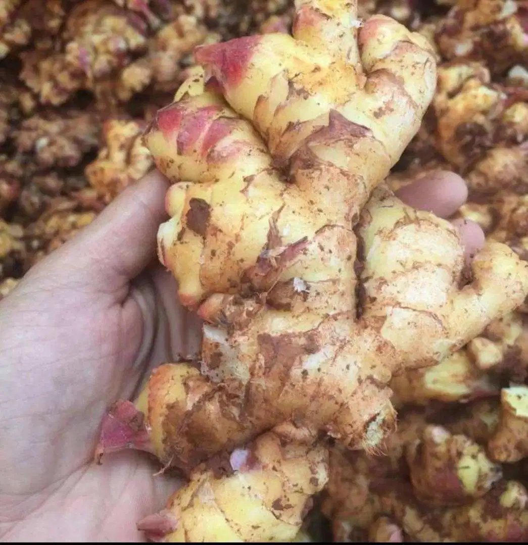 Singapore Market Favorite Fresh Ginger