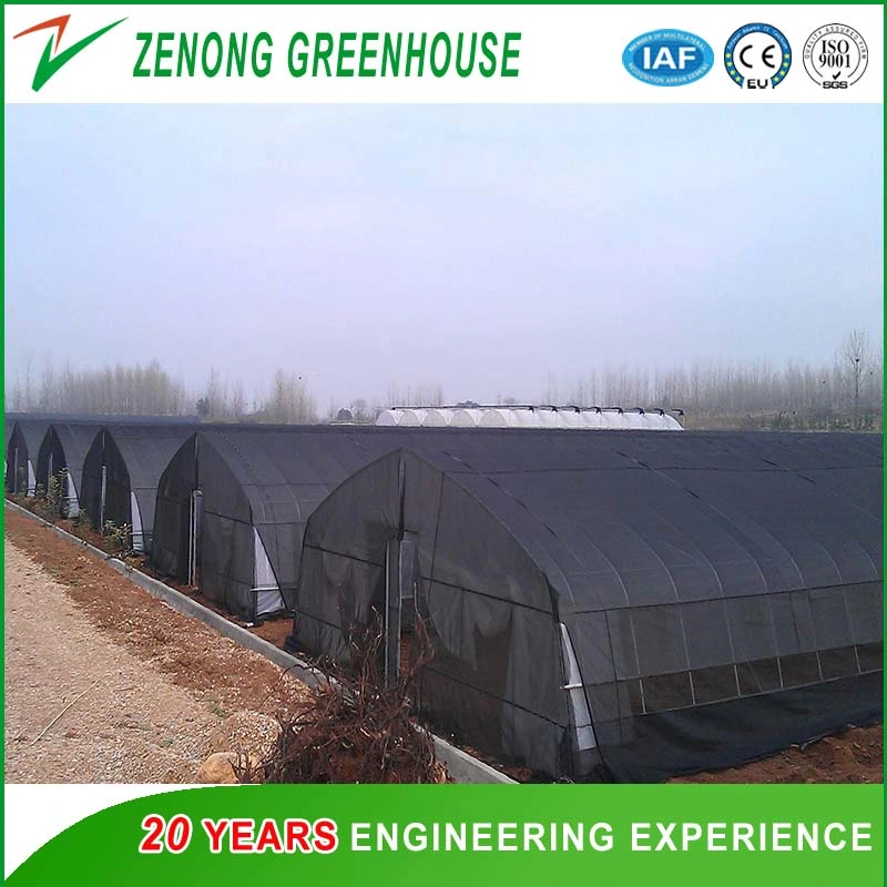 Multispan Green House with Plastic Film Arch Dome for Agriculture Harvest/Fruit Picking