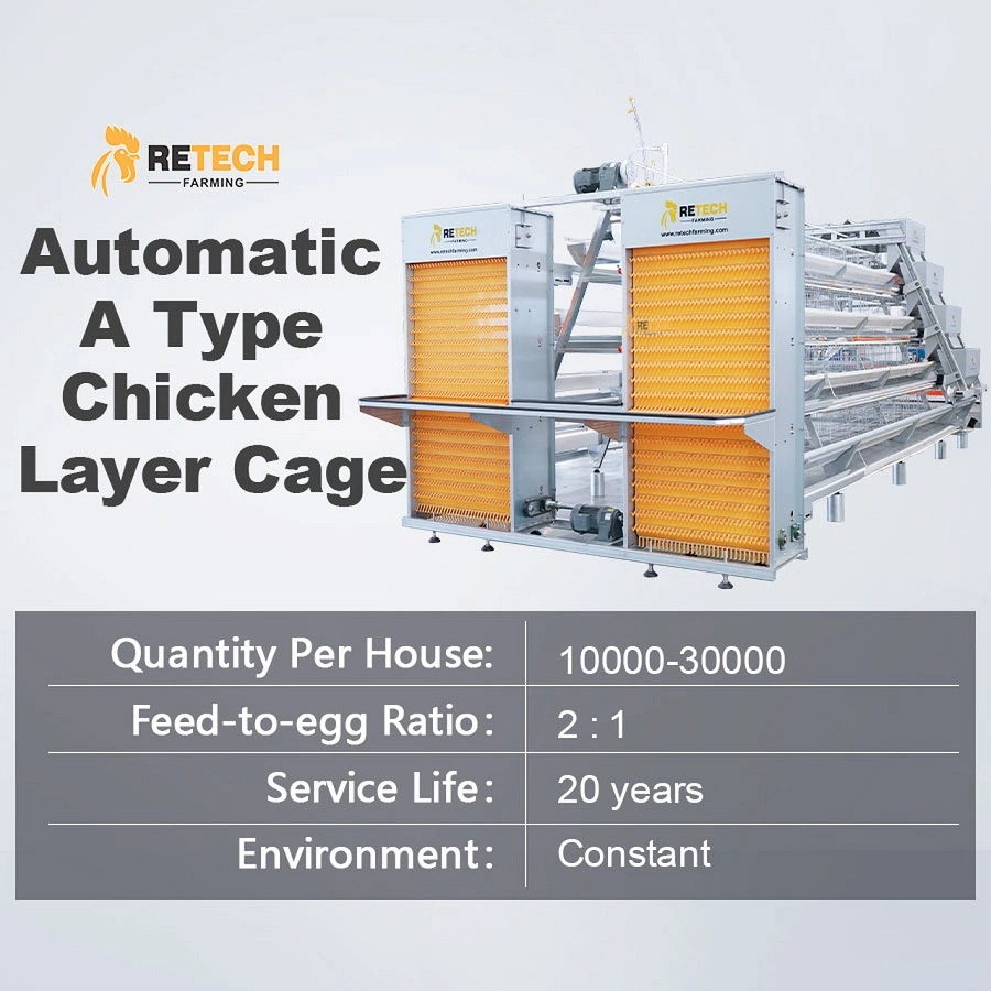 Automatic 4 tier chicken layer battery cage for Tanzania poultry farm