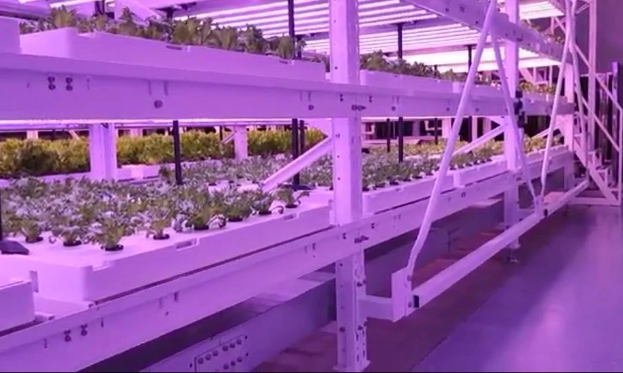 Fábrica automática de plantas sistema automático de Racking estanterías automatizadas de plantas Racking Sistema de Cultura sin soas