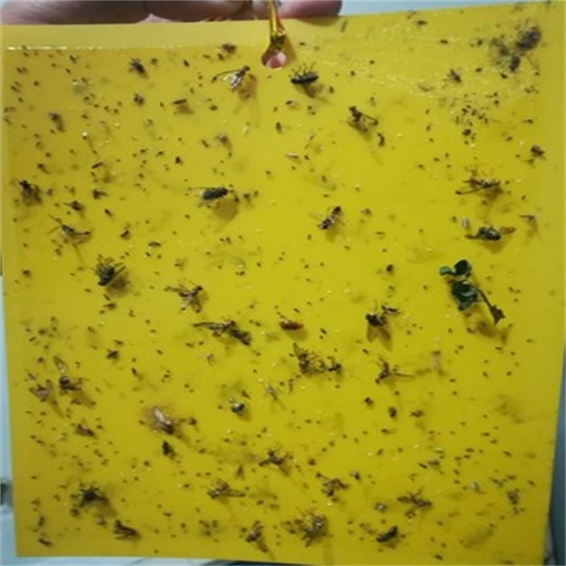 Sticky Traps for White Flies Aphids Leaf Miner