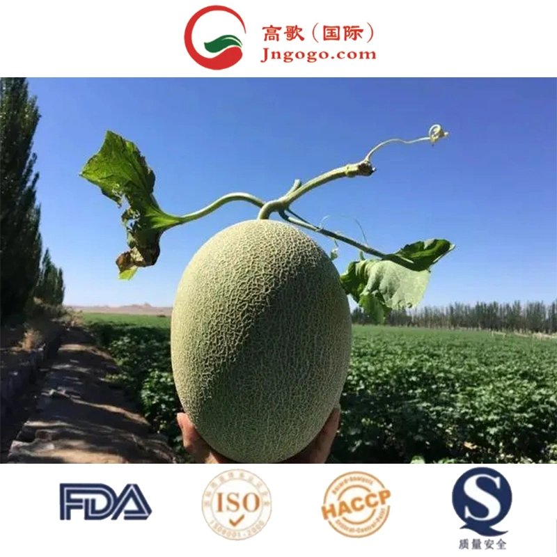 Le melon cantaloupe organiques fraîches 2022