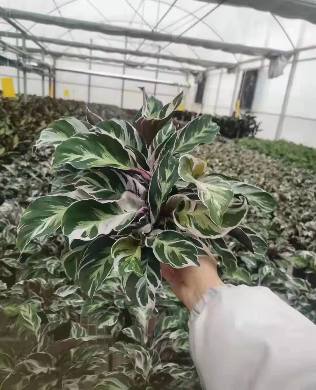 Real Plant Calathea Bonsai Seedling High quality/High cost performance Hot Sale Agricultural Plants