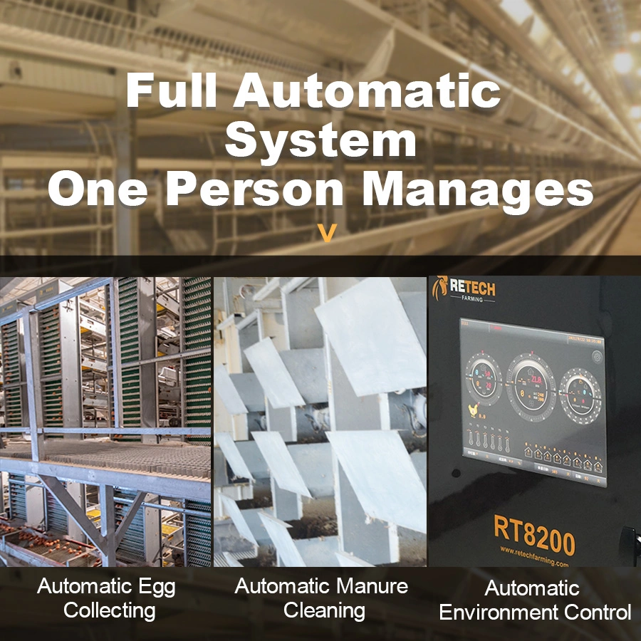 Advanced Full Automatic Egg Collecting System for Sale