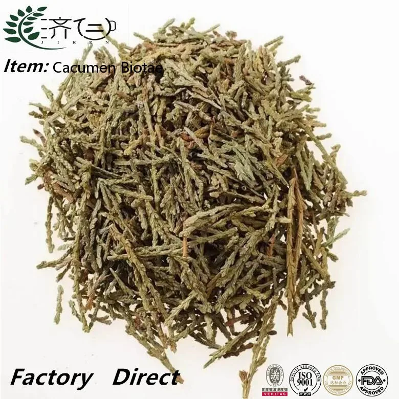 Chinese Herb Medicine CE Bai Ye Raw Materials Best Quality Cacumen Biotae