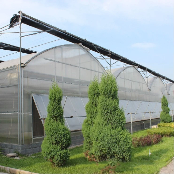 Agriculture Multi-Span Arch Plastic Film Greenhouse Strawberry Greenhouse