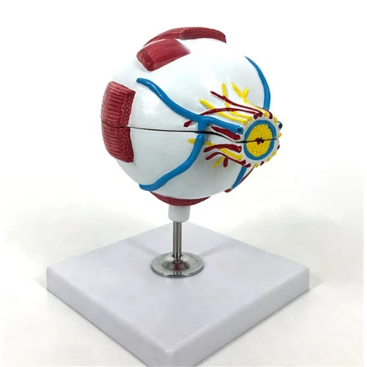 Laboratory Display Enlarged Eyeball Model of PVC