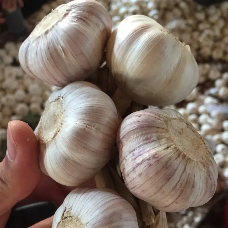 Wholesale/Supplier Chinese Garlic 5.0cm Packing Fresh Normal Garlic