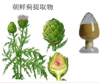 Artichoke Leaf Extract Powder CAS 1182-34-9 Cynarin