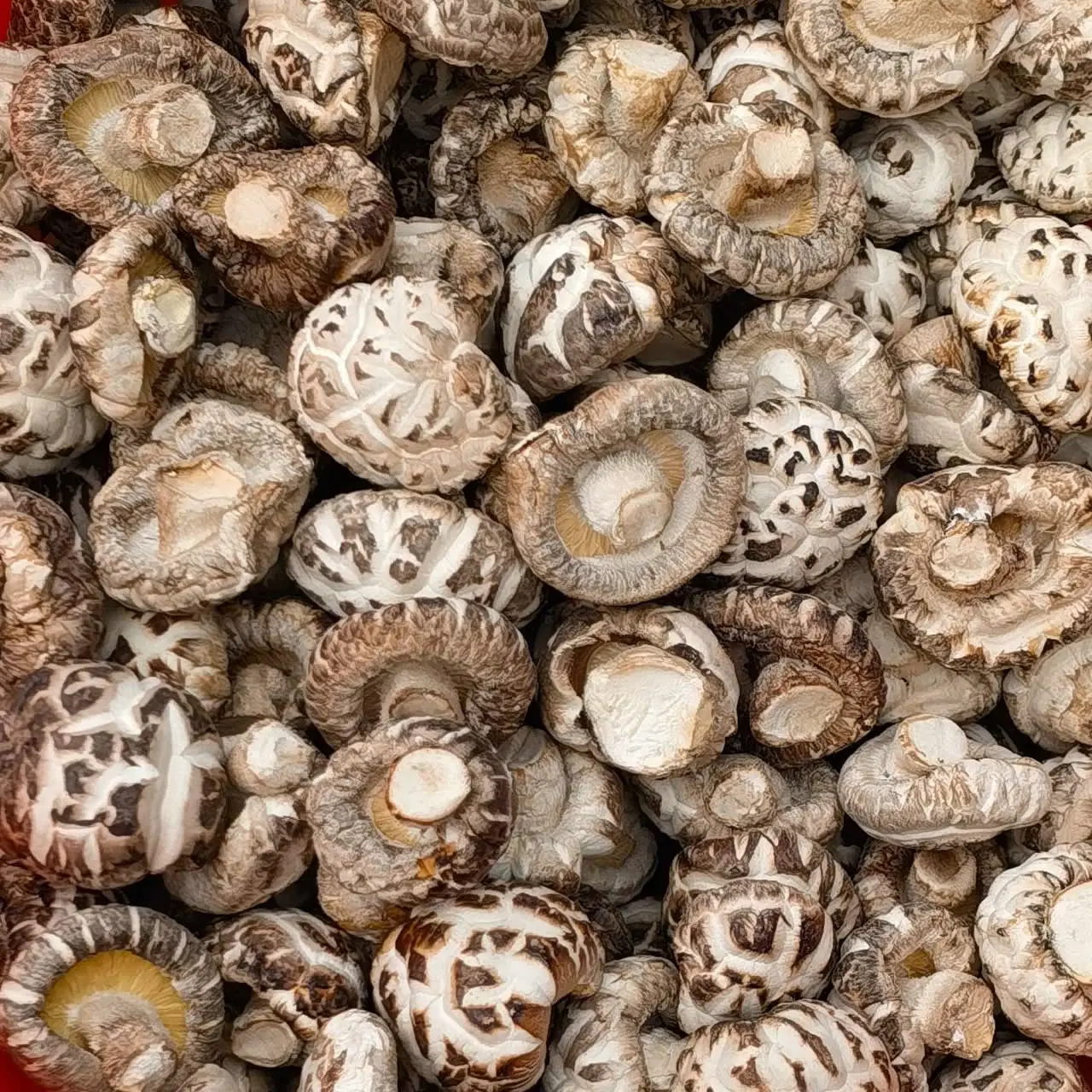 Premium Lentinula edodes Shiitake champiñones secos