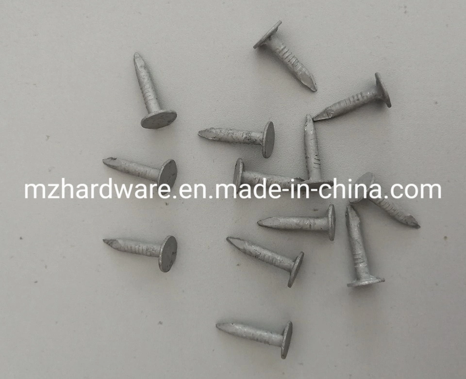 Original Factory Supply Hardware Galvanized Big Head Iron Wire Screw Clout Nail Roofing Nail Stainless Steel Stainless