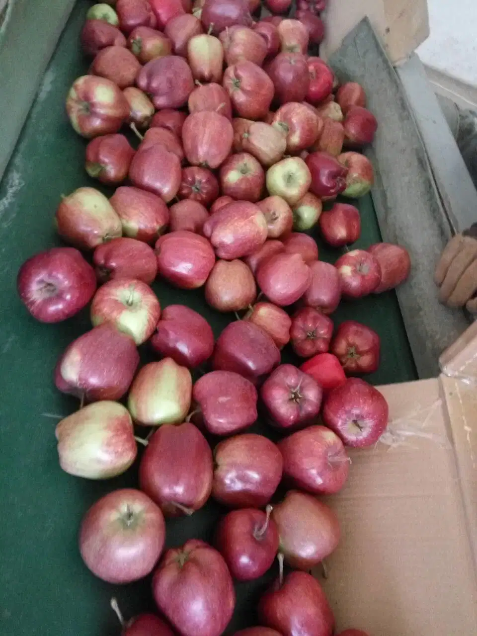 Chino dulce Estrella Roja manzanas con 17/18/19/20kg Carton